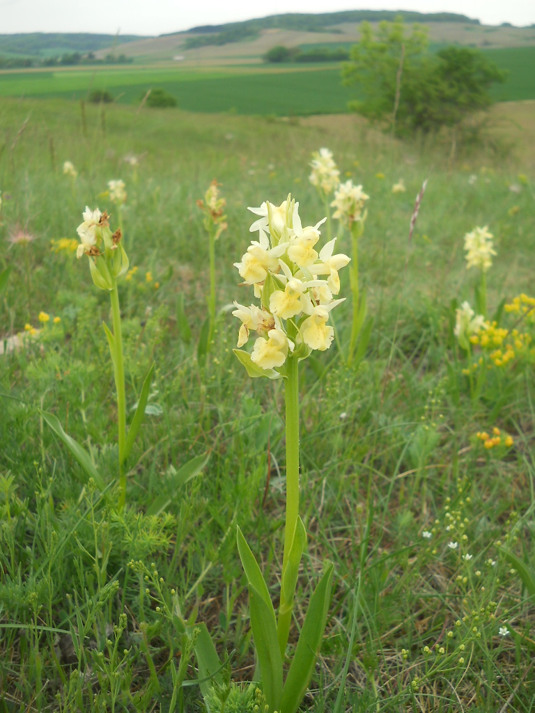 Gelbe Orchidee (Holunderknabenkraut)