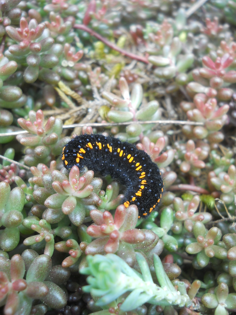 Raupe des Apollofalters