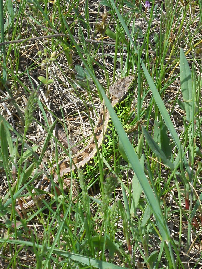 Zauneidechse (Lacerta agilis)